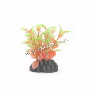 Hugo Kamishi Ludwigia Red/green 13cm